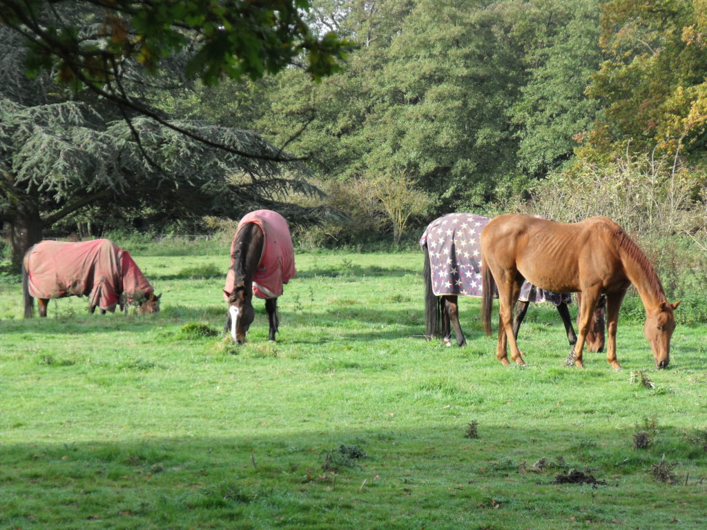 horses - The Arthur Findlay College